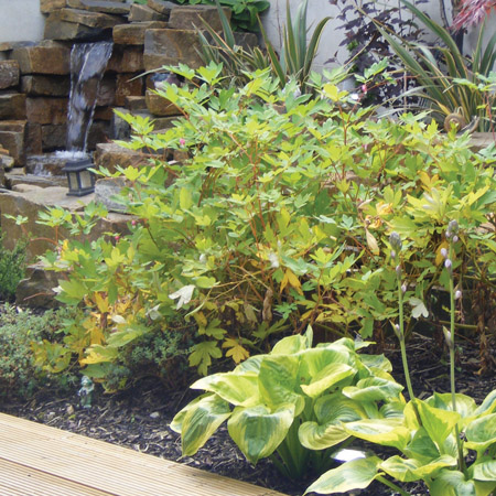 plantng3