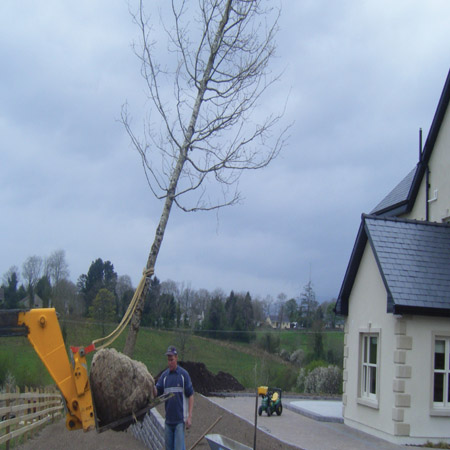 tree2