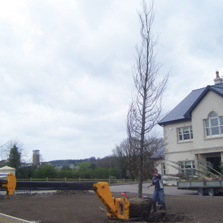 tree3