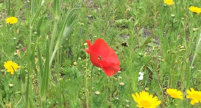Wildflower