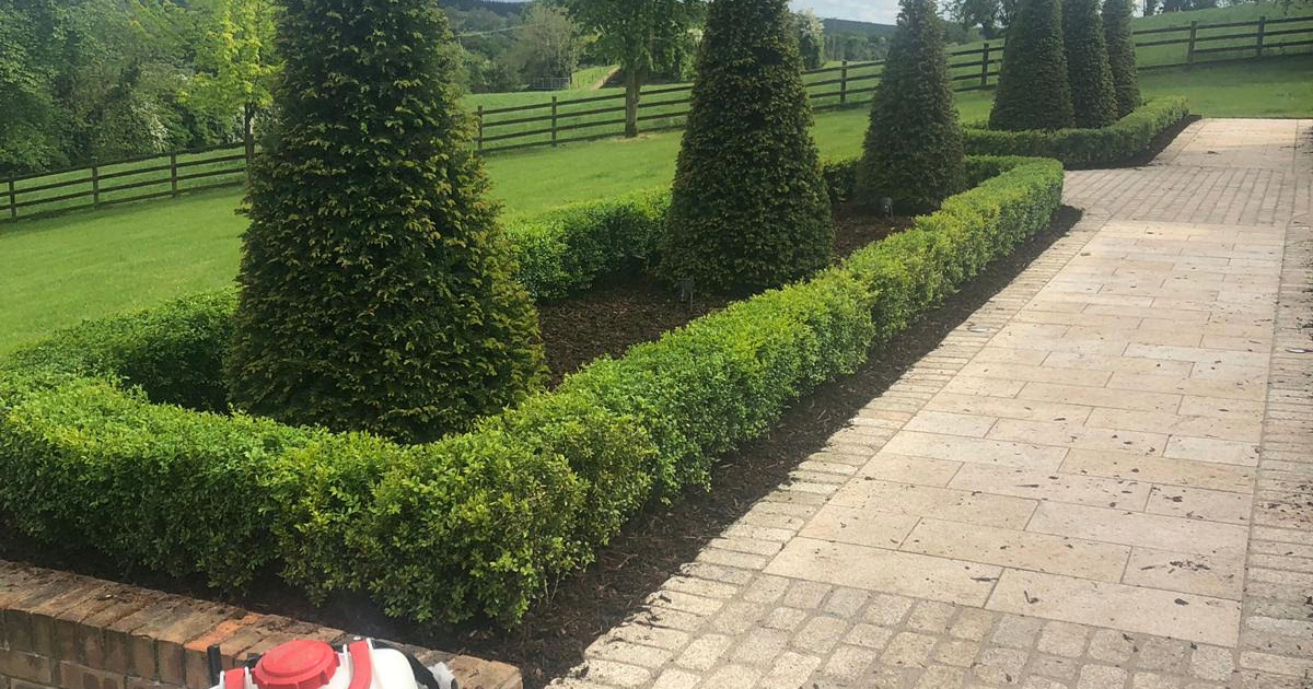 Box Hedge